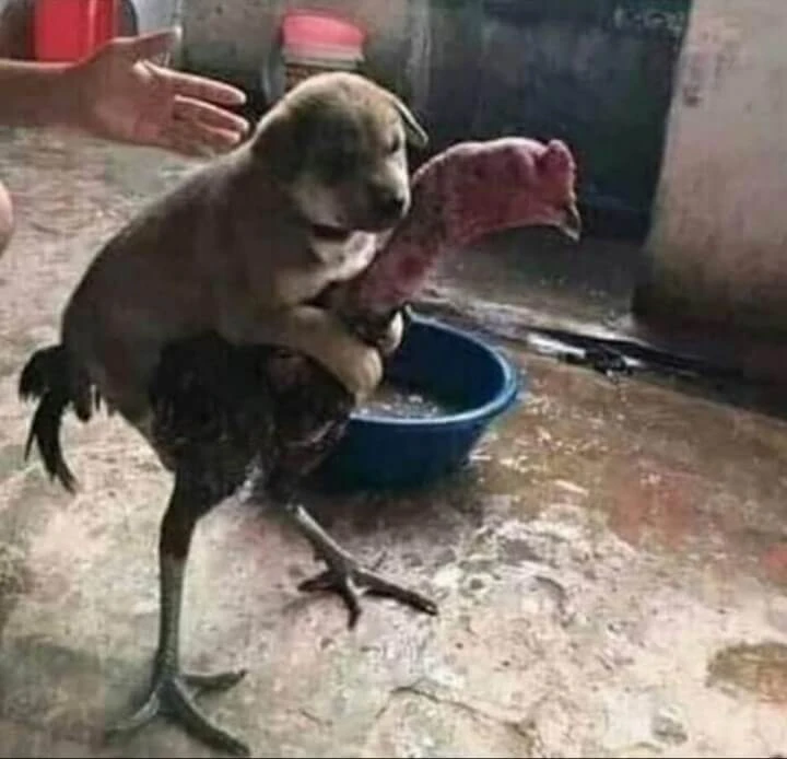 Plantilla de Perro subido en un gallo