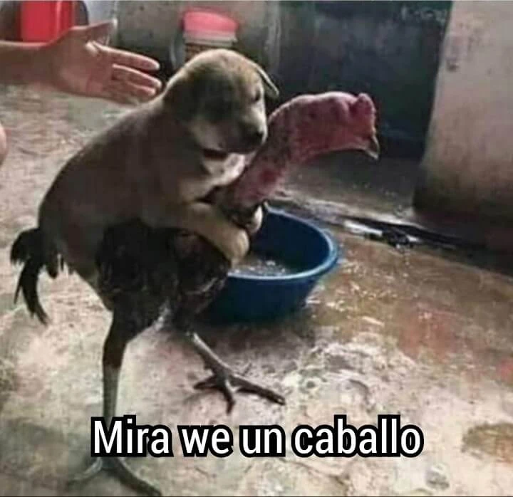 Plantilla de Perro subido en un gallo numero 3