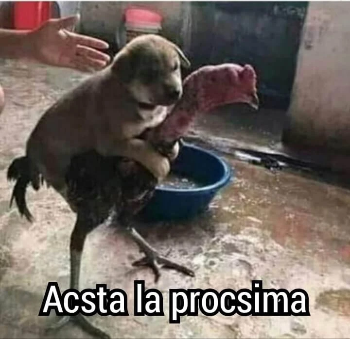 Plantilla de Perro subido en un gallo numero 5