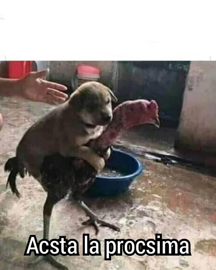 Plantilla de Perro subido en un gallo numero 6