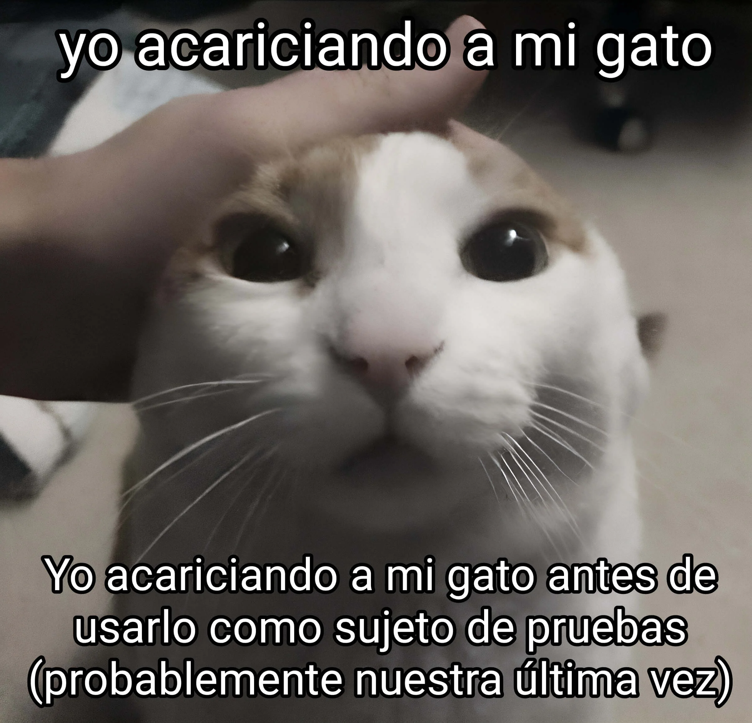 Plantilla de Yo acariciando a mi gato numero 2